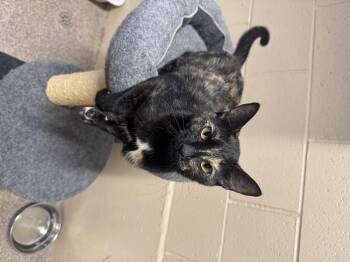 Marble -  Domestic Short Hair Cat for Adoption in Ivins, Utah - Marble | PetCurious