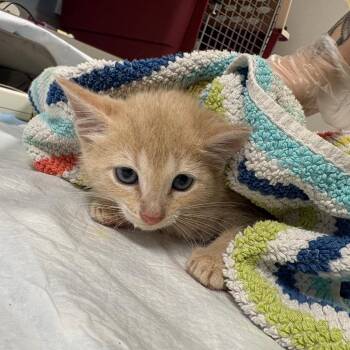 Lance Bass -  Domestic Short Hair Cat for Adoption in Oak Park, Illinois - Lance Bass | PetCurious