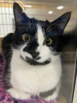 Spirit - Rancho Cucamonga PetSmart -  Domestic Short Hair Cat for Adoption in Yorba Linda, California - Spirit - Rancho Cucamonga PetSmart | PetCurious