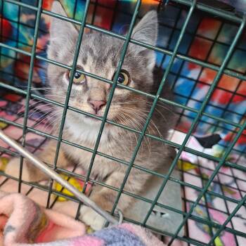 Rescue Domestic Medium Hair Cats for Adoption in Eagle Mountain, Utah - Marbles Orr | PetCurious