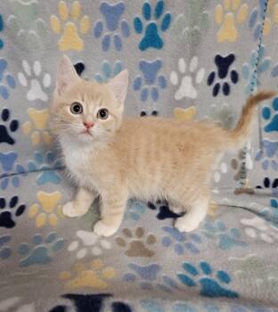 Clementine -  Domestic Short Hair Cat for Adoption in Wabash, Indiana - Clementine | PetCurious