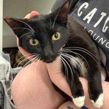 Salen -  Domestic Short Hair Cat for Adoption in Los Angeles, California - Salen | PetCurious