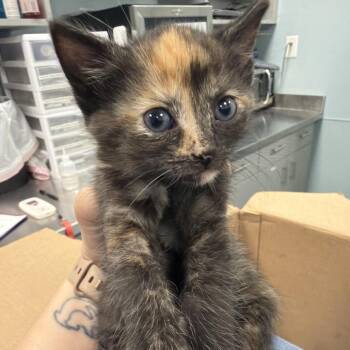 Corned Beef -  Domestic Short Hair Cat for Adoption in Greensboro, North Carolina - Corned Beef | PetCurious