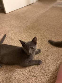 Bruno -  Domestic Short Hair Cat for Adoption in Skippack, Pennsylvania - Bruno | PetCurious