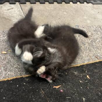 Oreo -  Domestic Long Hair Cat for Adoption in Richmond, Virginia - Oreo | PetCurious