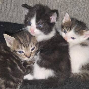 Domestic Short Hair Cats Available for Adoption in Evensville, Tennessee - Marilyn Monroe | PetCurious