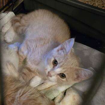 TIGGY -  American Shorthair Cat for Adoption - TIGGY | PetCurious