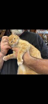 Domestic Short Hair Cats Available for Adoption in Cromwell, Kentucky - Mongo | PetCurious