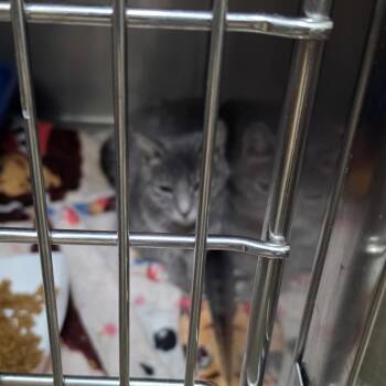 Wirt -  Domestic Short Hair Cat for Adoption in New York, New York - Wirt | PetCurious