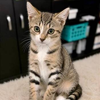 Tilly -  Domestic Short Hair Cat for Adoption in Tampa, Florida - Tilly | PetCurious