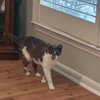 Domestic Short Hair Cats Available for Adoption in Huffman, Texas - Sweet Pea | PetCurious