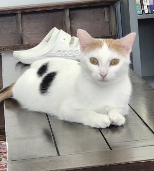 Sadie and Eloise -  Domestic Short Hair Cat for Adoption in Chicago, Illinois - Sadie And Eloise | PetCurious