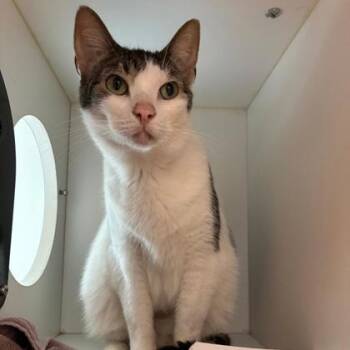 Yuki -  Domestic Short Hair Cat for Adoption in Wheaton, Illinois - Yuki | PetCurious