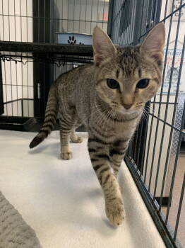 Rescue Domestic Short Hair Cats for Adoption in Sanford, Florida - Yoda | PetCurious