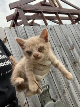 Domestic Short Hair Cats Available for Adoption in Fort Walton Beach, Florida - CHEDDAR WIGGLES | PetCurious