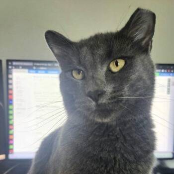 Flinty -  Russian Blue and Domestic Short Hair Cat Available for Adoption in Knoxville, Tennessee - Flinty | PetCurious
