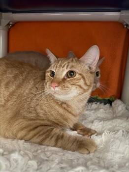 Domestic Short Hair Cats Available for Adoption in Olean, New York - Ridley | PetCurious