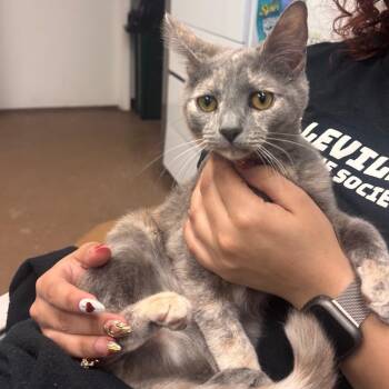 Domestic Short Hair Cats Available for Adoption - Kumquat | PetCurious