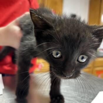 Domestic Short Hair Cats Available for Adoption - Opossum | PetCurious