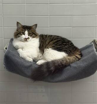 FLANDERS -  Domestic Medium Hair and Domestic Short Hair Cat for Adoption in Omaha, Nebraska - FLANDERS | PetCurious