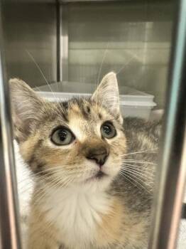 Panic! At The Disco -  Domestic Short Hair Cat for Adoption in Stratham, New Hampshire - Panic! At The Disco | PetCurious