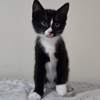 Lagoon -Preadoption ONLY -  Domestic Short Hair Cat for Adoption in Chilliwack, British Columbia - Lagoon -Preadoption ONLY | PetCurious