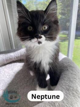 Neptune -  Domestic Medium Hair Cat for Adoption in Huntsville, Ontario - Neptune | PetCurious