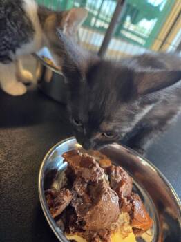 Joker -  Domestic Short Hair Cat for Adoption in Bossier City, Louisiana - Joker | PetCurious