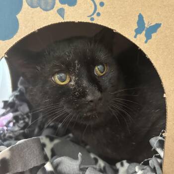 Jess Mariano -  Domestic Short Hair Cat for Adoption in West Olive, Michigan - Jess Mariano | PetCurious