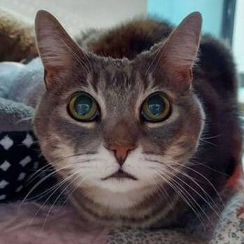 Domestic Short Hair Cats Available for Adoption in Lake Havasu City, Arizona - Vanna | PetCurious