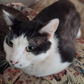RK -  Domestic Short Hair Cat for Adoption in Huntington, West Virginia - RK | PetCurious