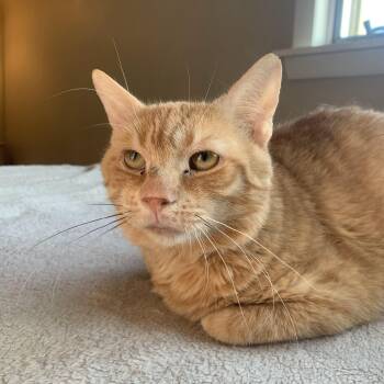 Rescue Domestic Short Hair Cats for Adoption in Buffalo, New York - Laro Benz | PetCurious