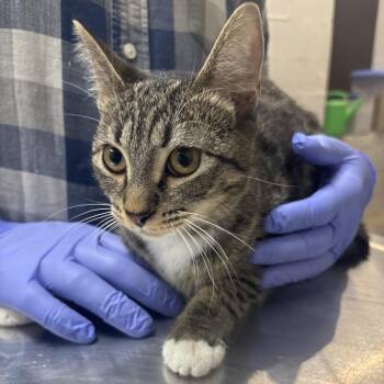 Billie Jean -  Domestic Short Hair Cat for Adoption in Clanton, Alabama - Billie Jean | PetCurious