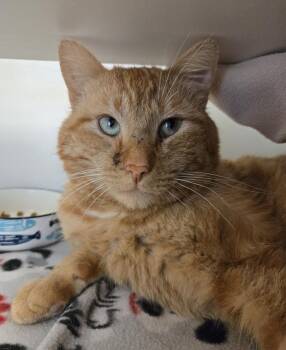 Domestic Short Hair Cats Available for Adoption in Bellingham, Washington - Jeff Buckley | PetCurious