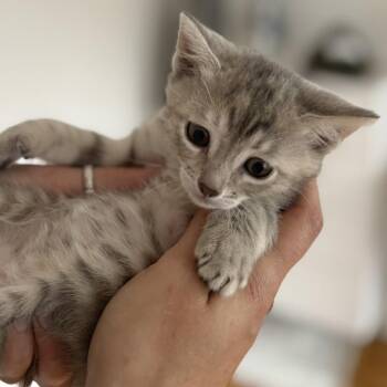 Spring (BONDED PAIR WITH RAIN) -  Domestic Short Hair Cat for Adoption in Nantucket, Massachusetts - Spring (BONDED PAIR WITH RAIN) | PetCurious