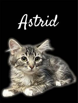 Astrid -  Domestic Medium Hair Cat for Adoption in Auburn, California - Astrid | PetCurious