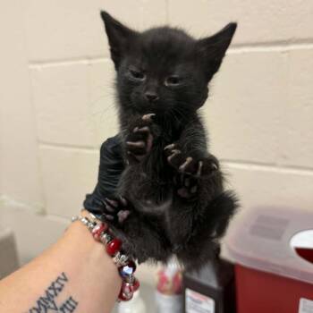 Noosa -  Domestic Short Hair Cat for Adoption in Reno, Nevada - Noosa | PetCurious