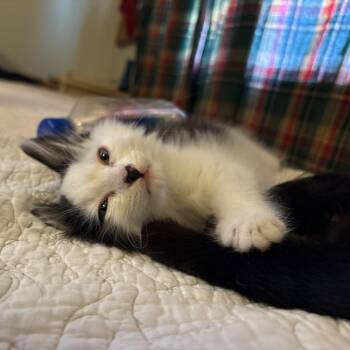 Leibniz -  Domestic Medium Hair Cat for Adoption in Lakewood, California - Leibniz | PetCurious