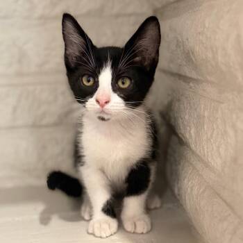 Robin -  Domestic Short Hair Cat for Adoption in San Antonio, Texas - Robin | PetCurious