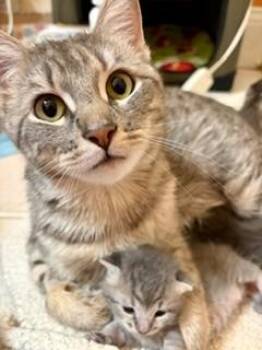 Ruthie -  Domestic Short Hair Cat for Adoption in Wayland, Massachusetts - Ruthie | PetCurious