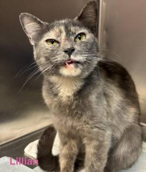 Lillian -  Dilute Tortoiseshell Cat for Adoption in Las Vegas, Nevada - Lillian | PetCurious