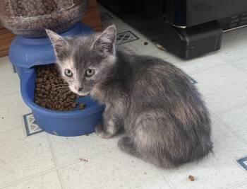Milano -  Domestic Short Hair Cat for Adoption in Walkerville, Montana - Milano | PetCurious