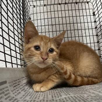 Domestic Short Hair Cats Available for Adoption - Blondie | PetCurious