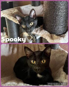 Spooky -  Domestic Short Hair Cat for Adoption in Newberg, Oregon - Spooky | PetCurious