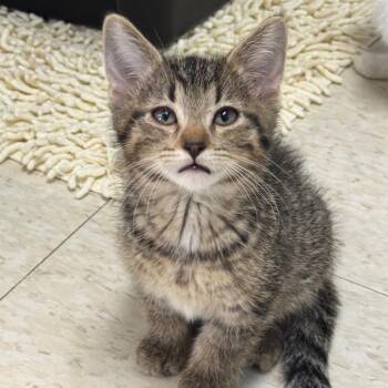 Bellemay -  Domestic Short Hair Cat for Adoption in Milford, Iowa - Bellemay | PetCurious