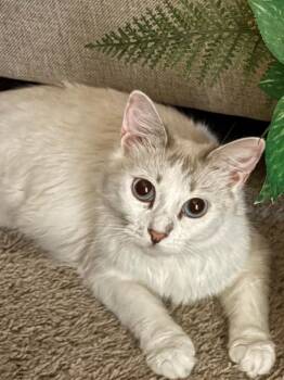 Princess Grace -  Siamese Cat for Adoption in San Jacinto, California - Princess Grace | PetCurious