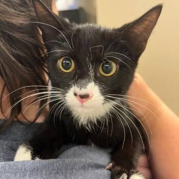 Minnie -  Domestic Short Hair Cat for Adoption in Lake Panasoffkee, Florida - Minnie | PetCurious