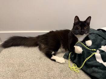 Rescue Tuxedo and Domestic Long Hair Cats for Adoption in Cottonwood Heights, Utah - Squire | PetCurious