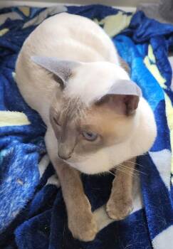 Rescue Siamese Cats for Adoption in Powder Springs, Georgia - MAX | PetCurious