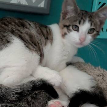 Lachlan - Kitten Cuteness -  Domestic Short Hair Cat Available for Adoption in Oshkosh, Wisconsin - Lachlan - Kitten Cuteness | PetCurious